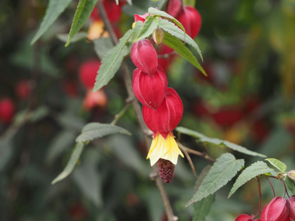 Abutilon megapotamicum