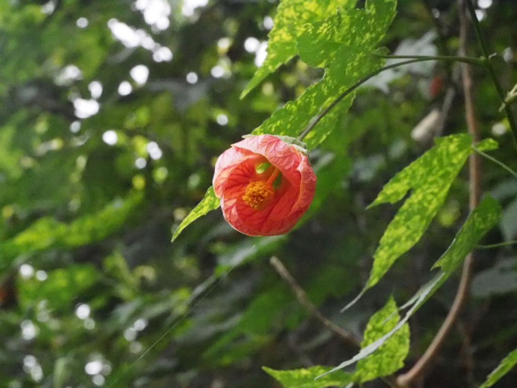 Abutilon x hybridum