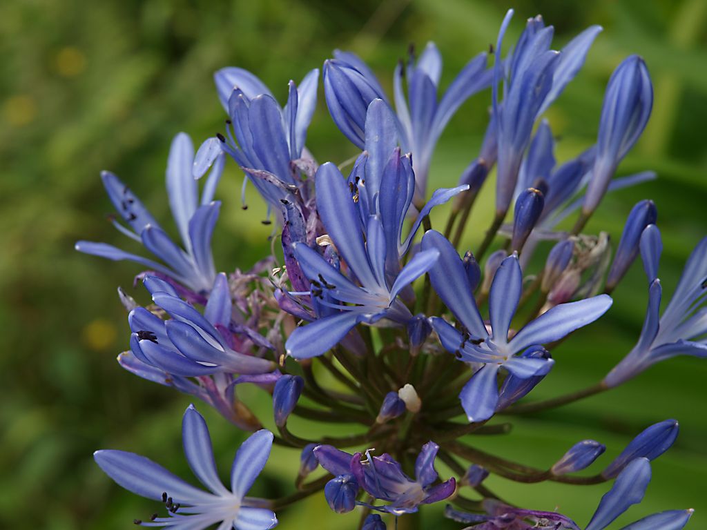 Agapanthus praecox