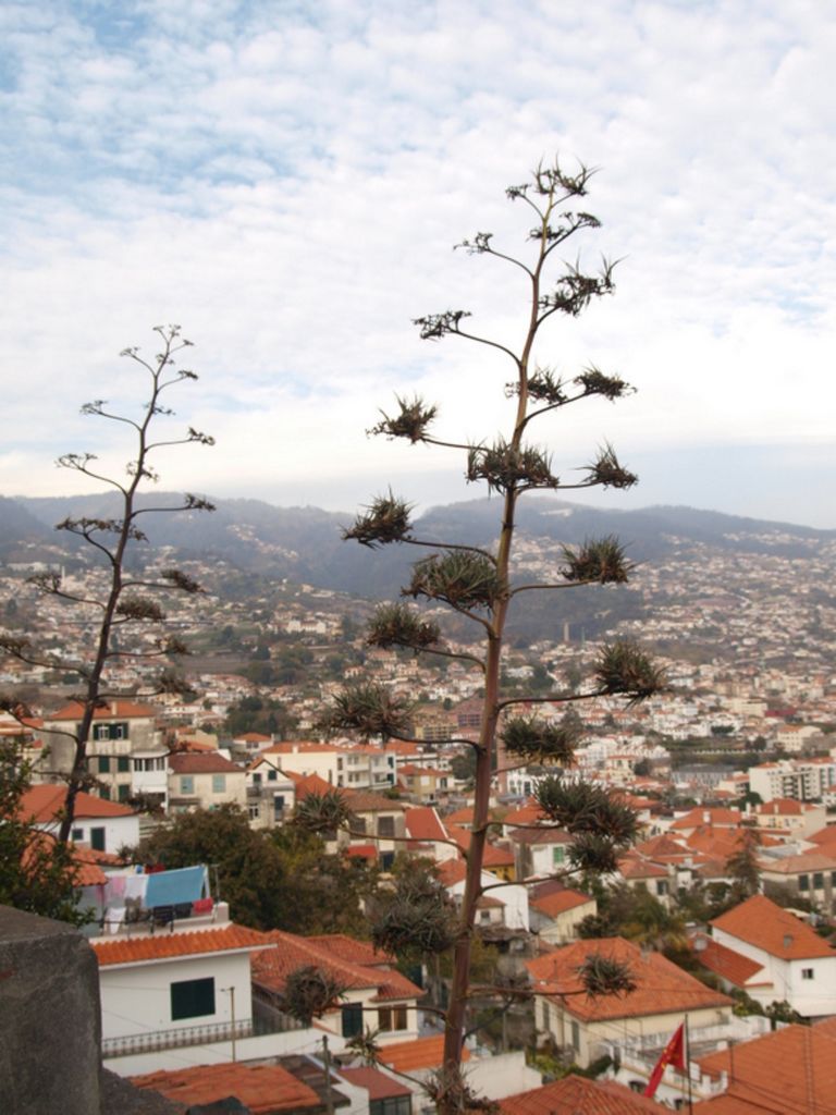Agave americana
