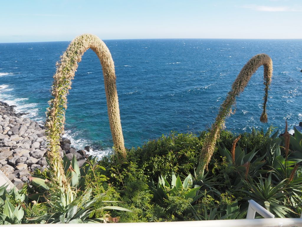 Agave attenuata