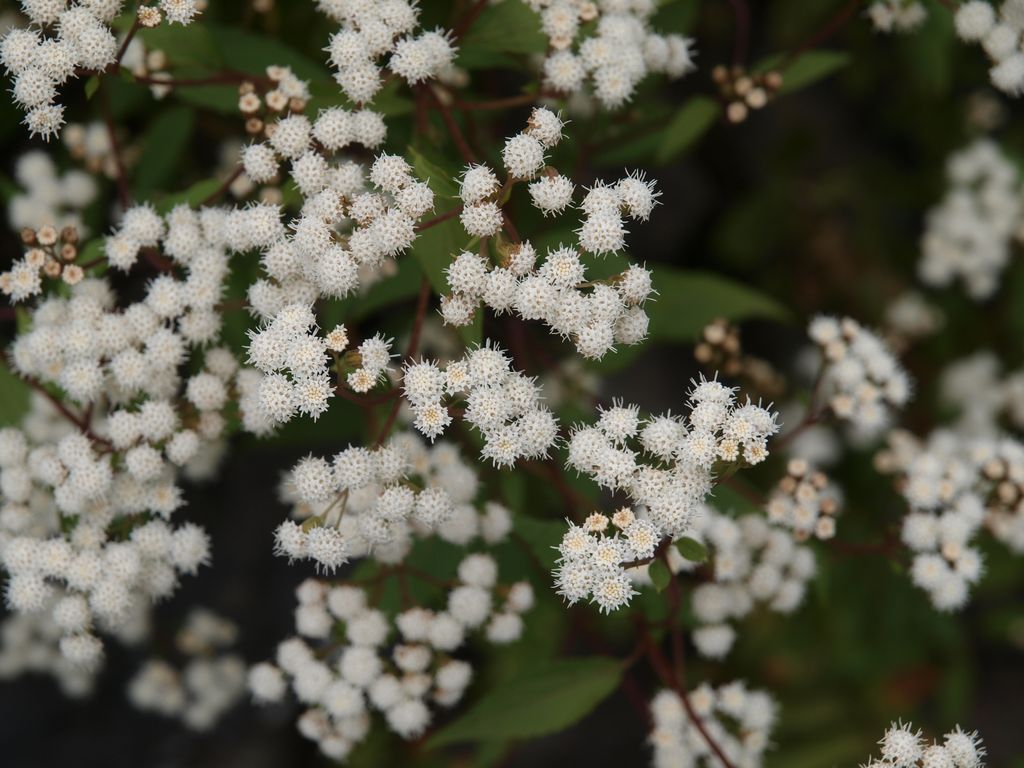 Ageratina ripari