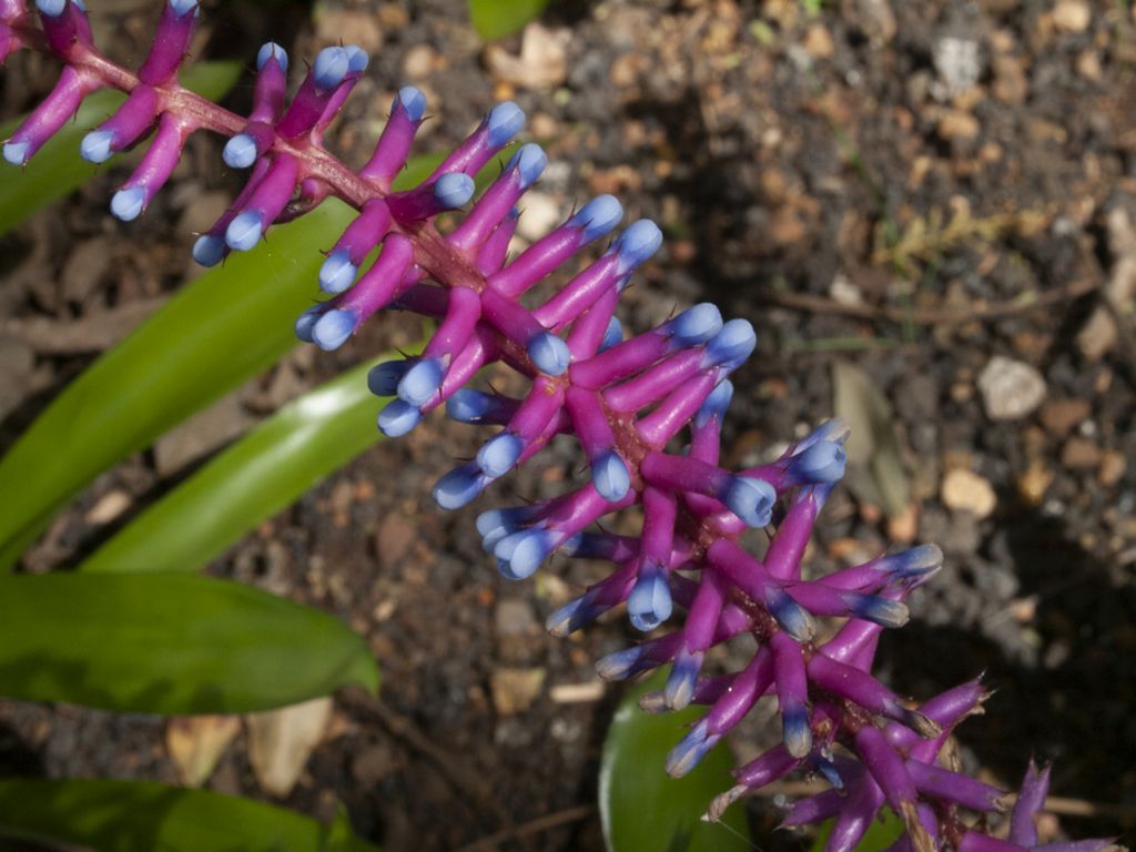 Ahmea gamosepala