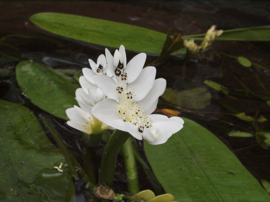 Aponogeton distachyos