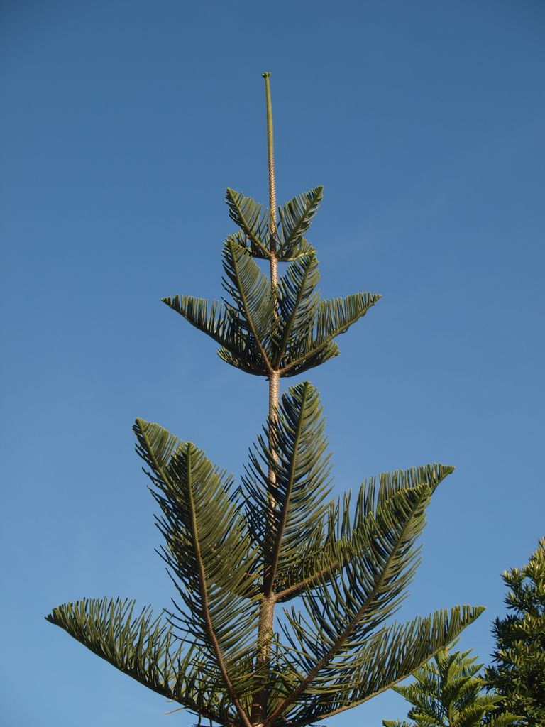 Araucaria heterophylla