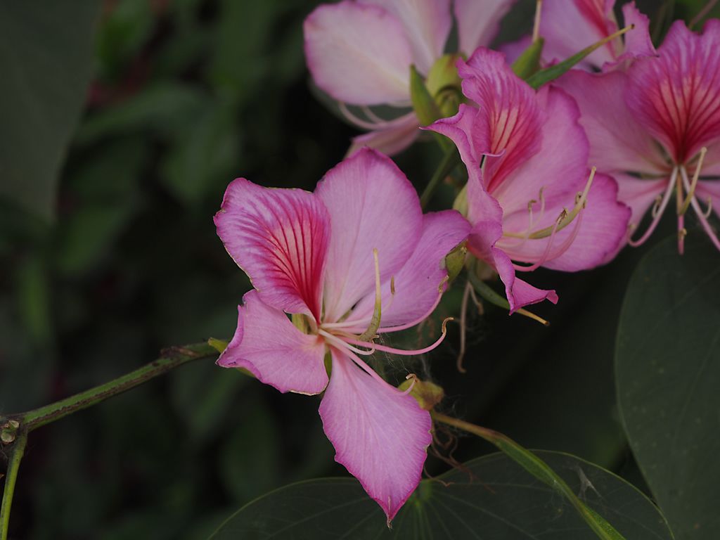 Bauhinia variagata