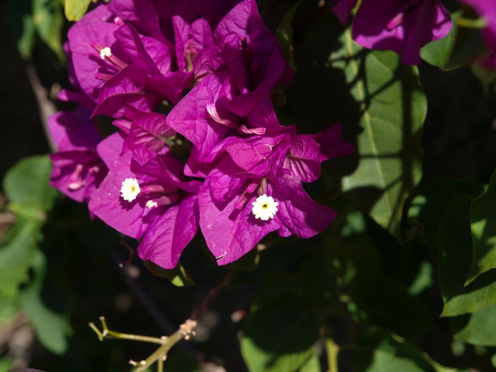 Bougainvillia