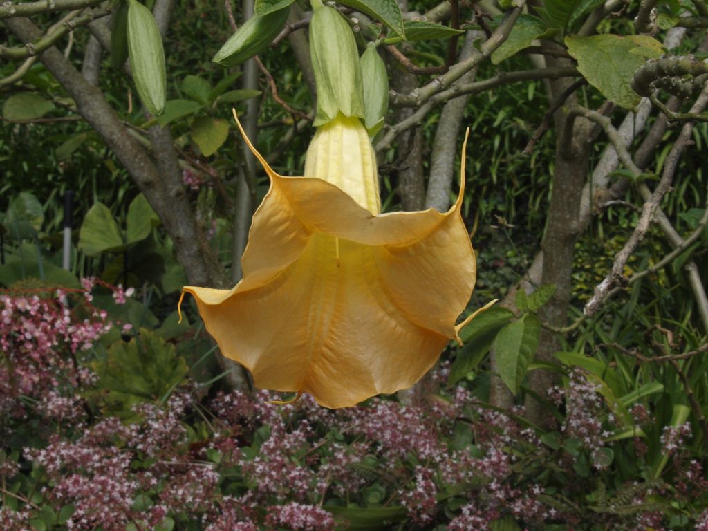 Brugmansia versicolor