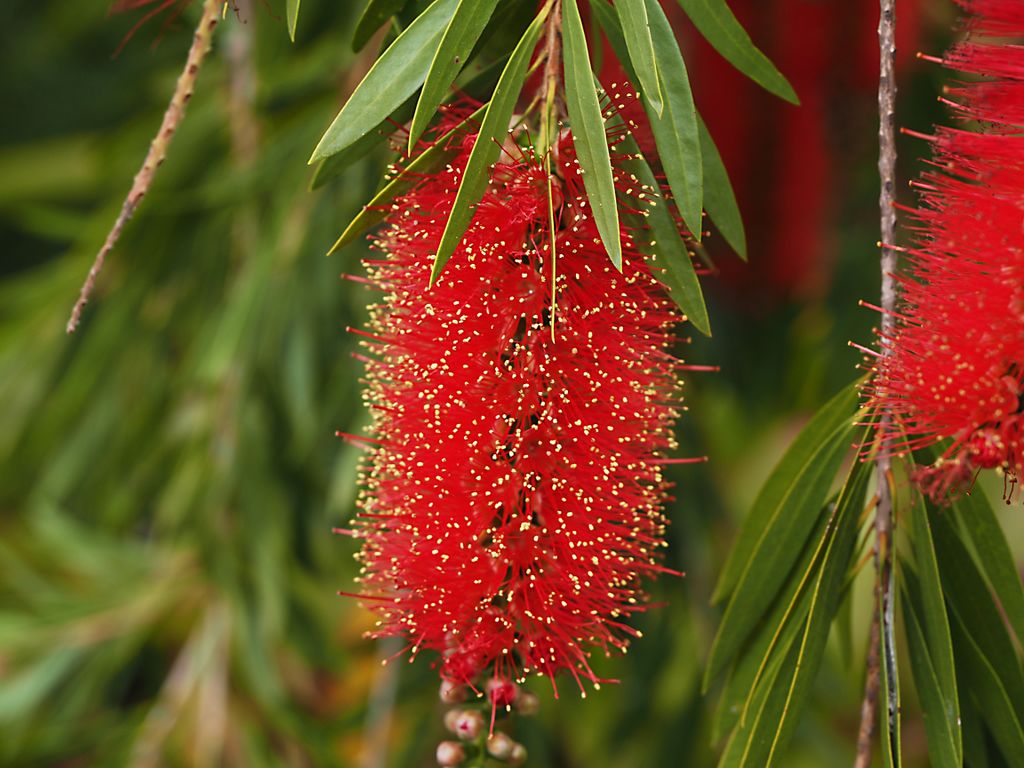 Calistemon rigidus