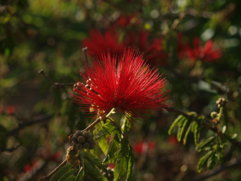 Calliandra haematocephala