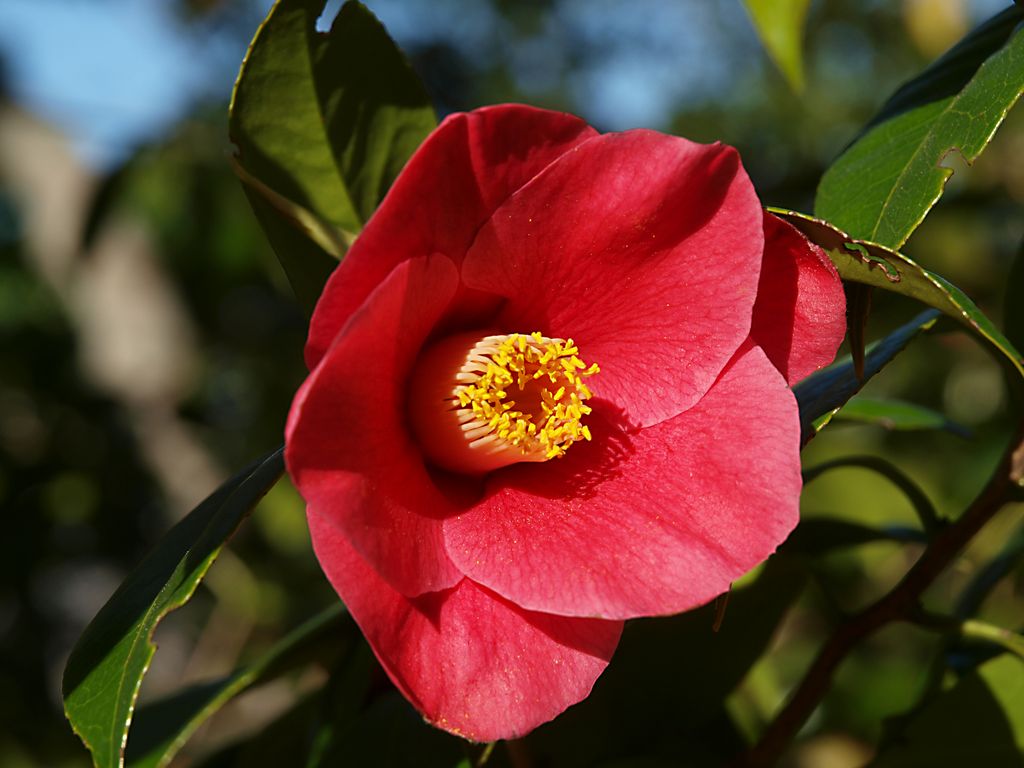 Camellia