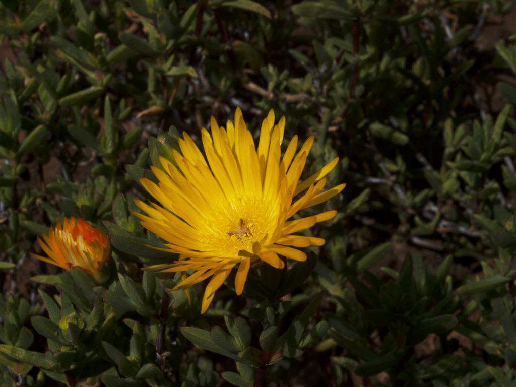 Carpobrotus edulis