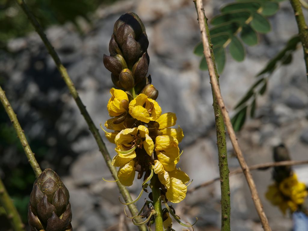 Cassia didymobotrya