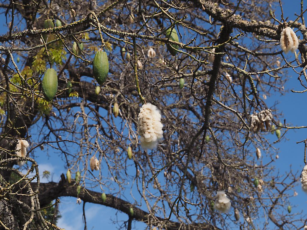 Chorisia speciosa