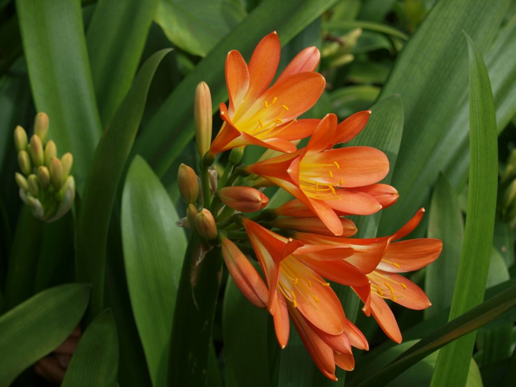 Clivia miniata