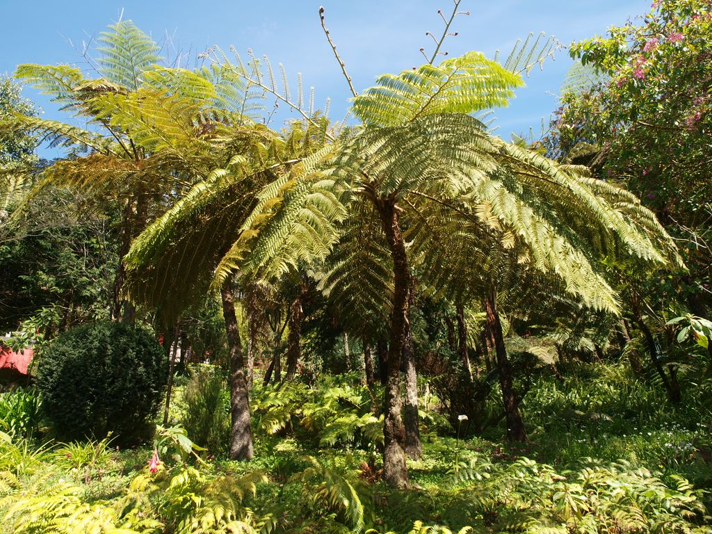 Cyathea