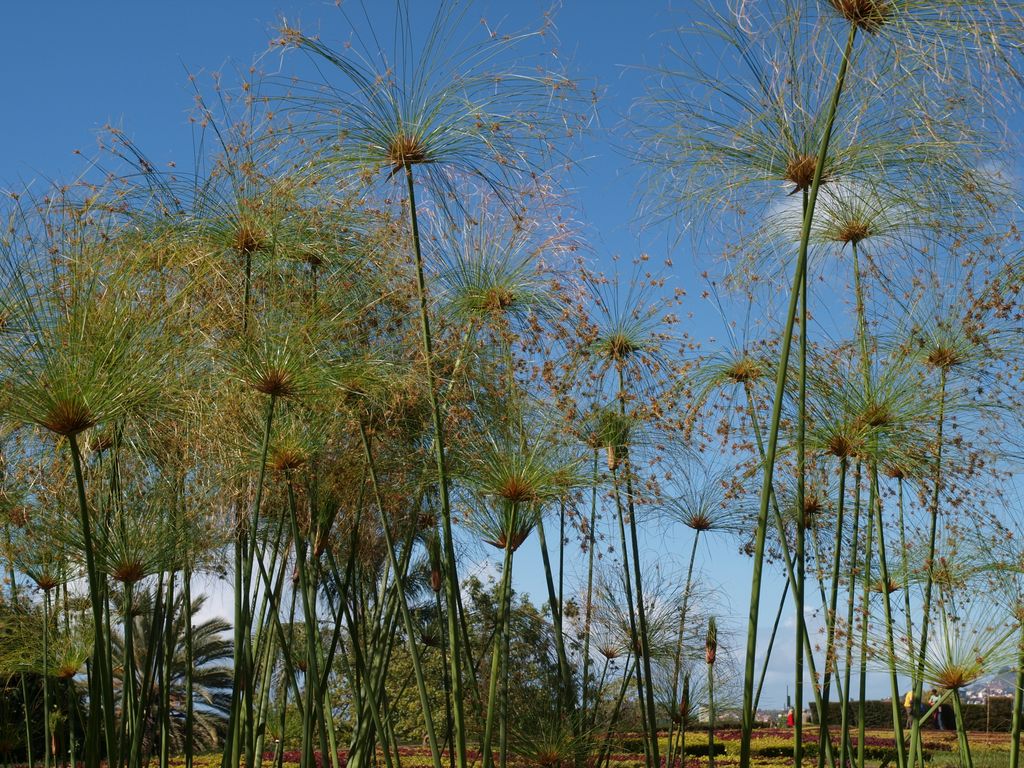 Cyperus papyrus