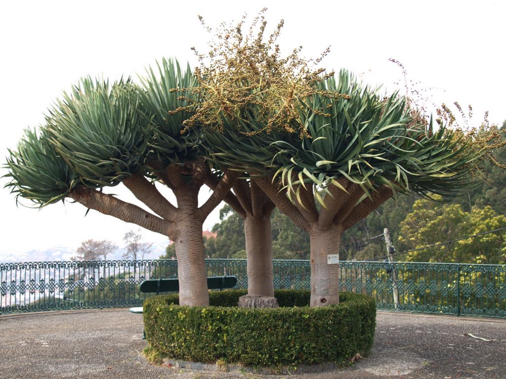Dracaena draco