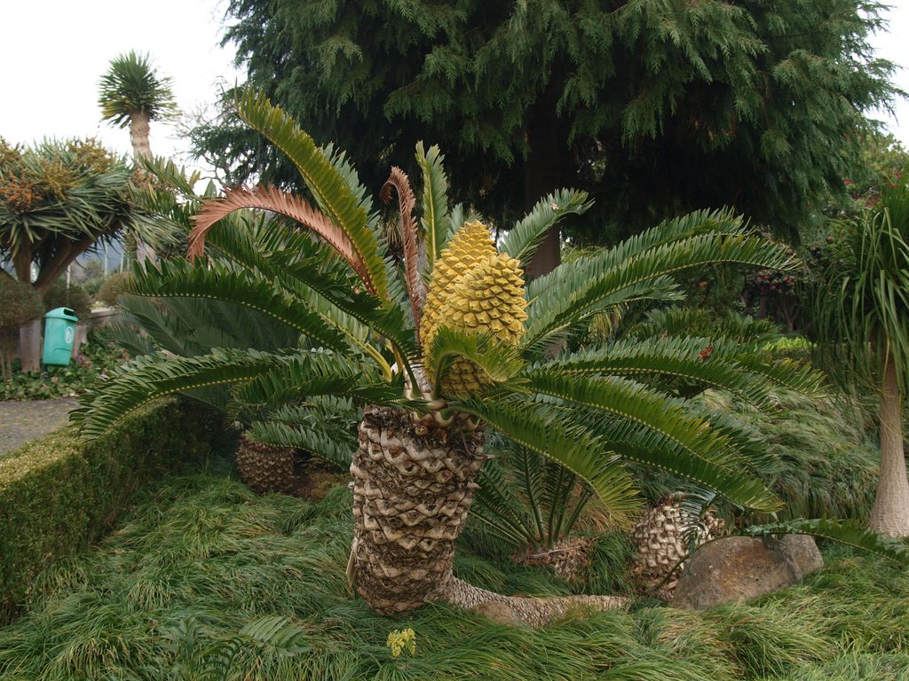 Encephalartos altensteinii x arenarius