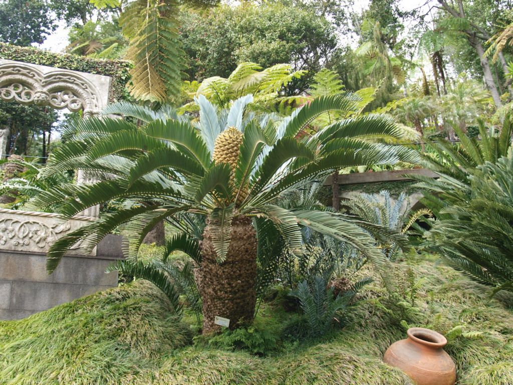 Encephalartos longofolius