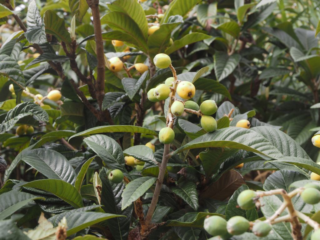 Eriobotrya japonica