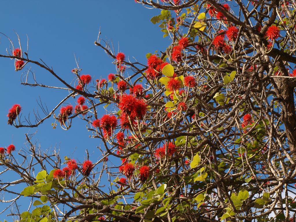 Erythrina abyssinica