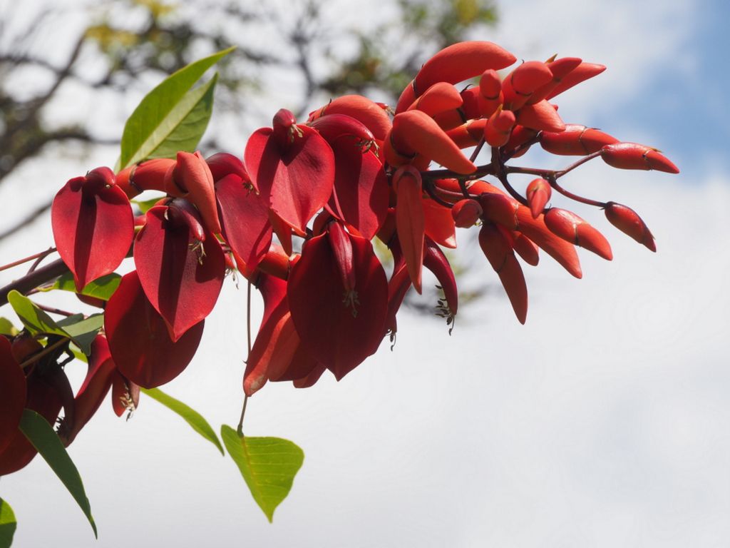 Erythrina crista -galli