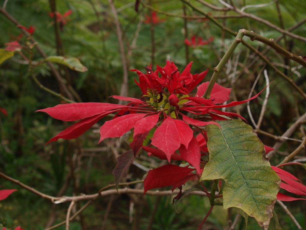 Euphorbia pulcherrima
