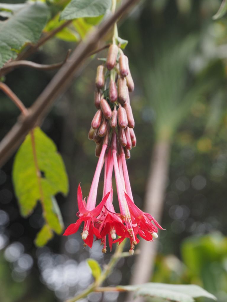 Fuchsia