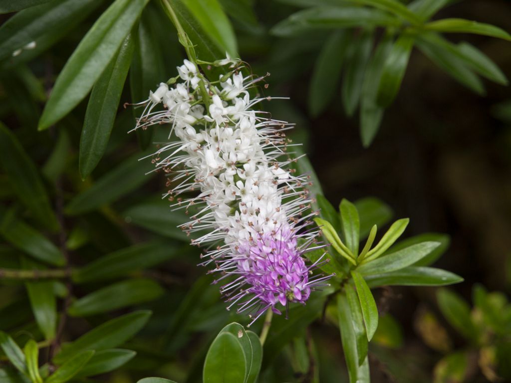 Hebe speciosa