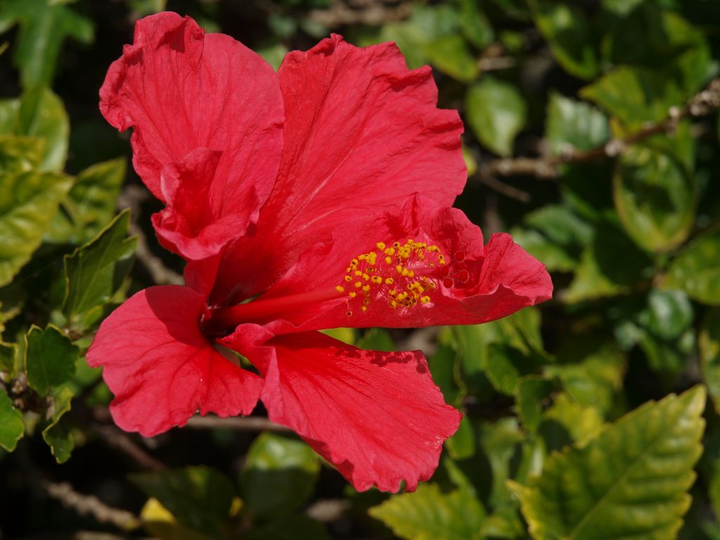 Hibiscus rosa-sinensis