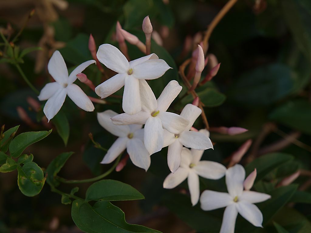 Jasminum polyanthum