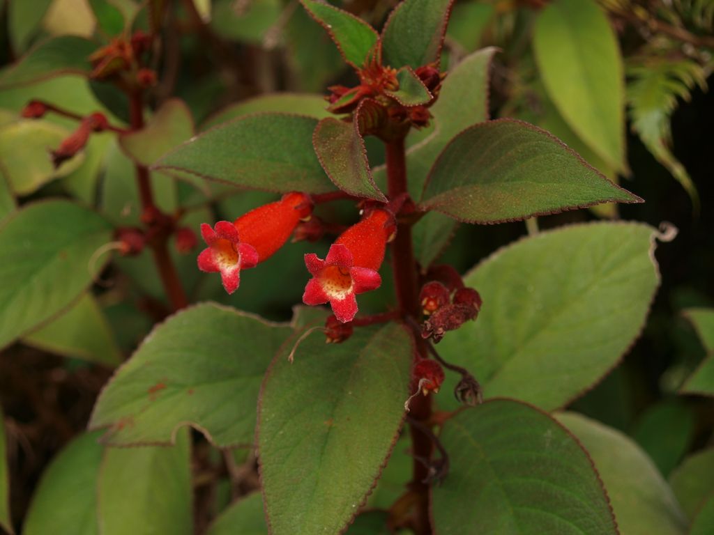 Kohleria eriantha