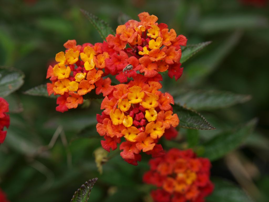 Lantana