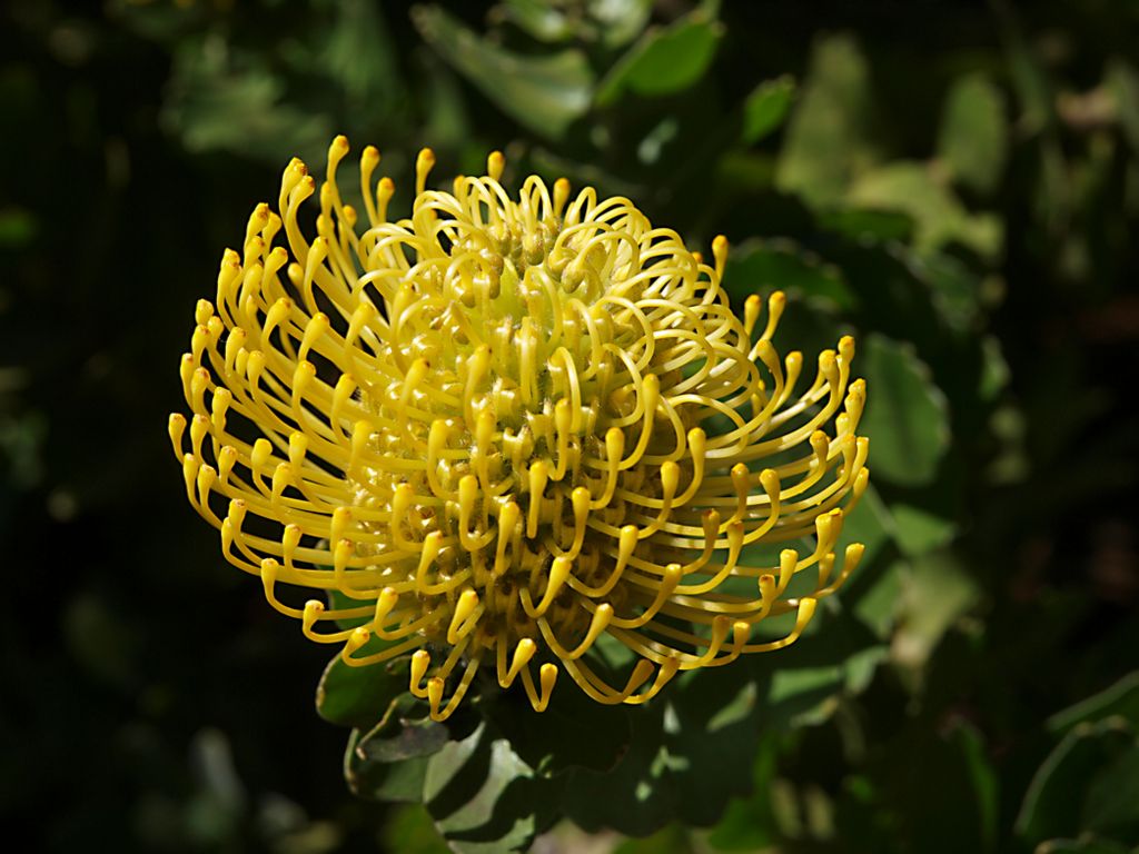 Leucospermum cordifolium