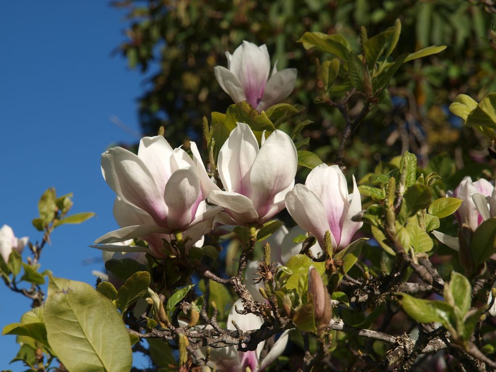 Magnolia soulangeana