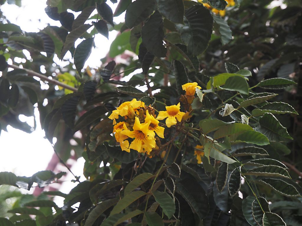 Markhamia lutea