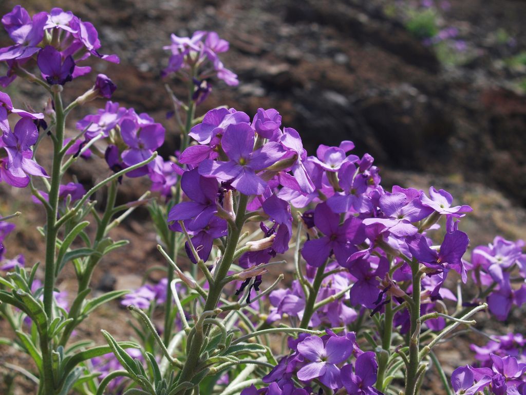 Matthiola maderensis