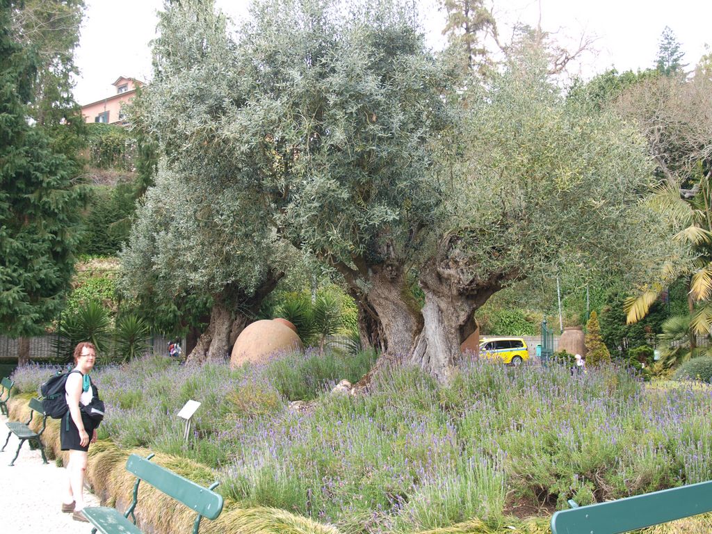 Olea europaea