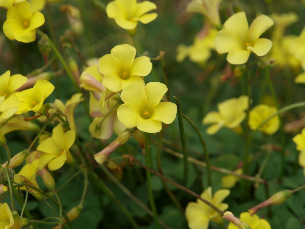 Oxalis pes-caprae
