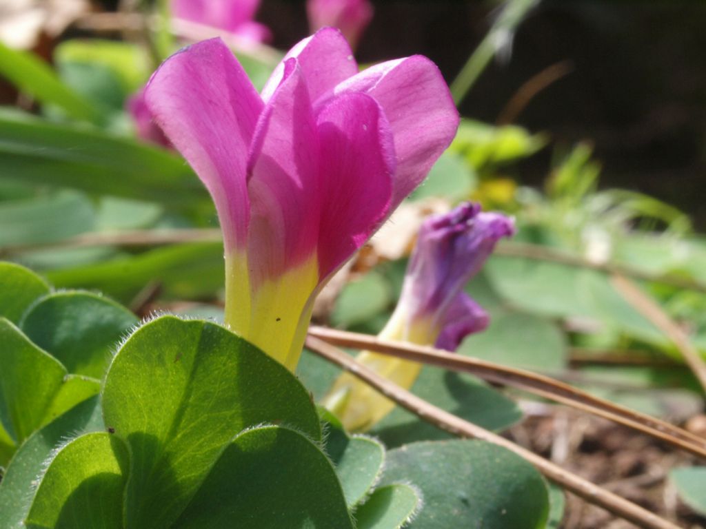 Oxalis purpurea