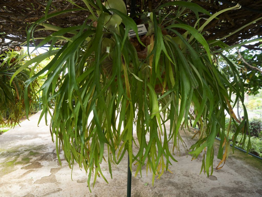 Platycerium bifurcatum