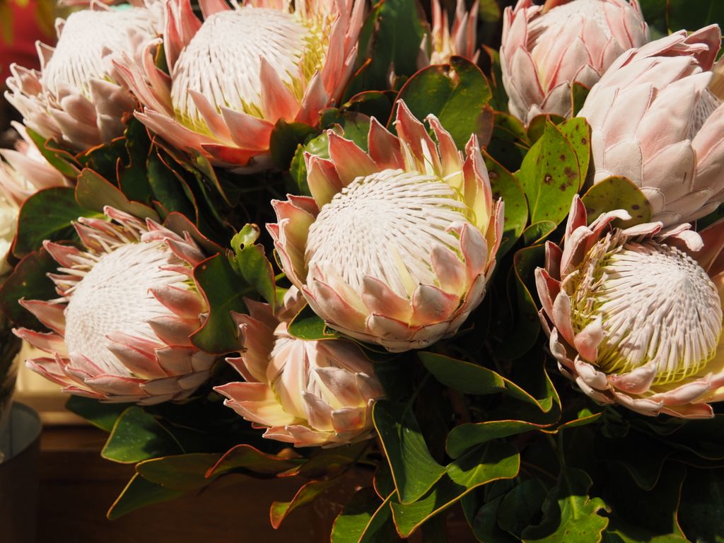 Protea cynaroides