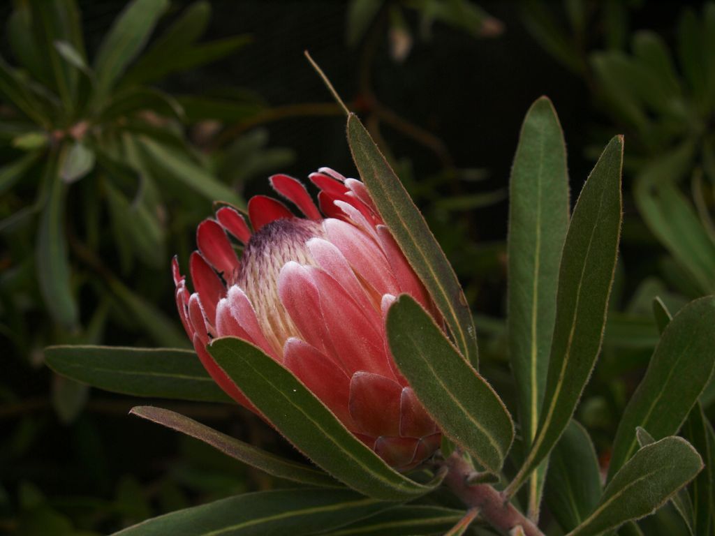 Prorea neriifolia