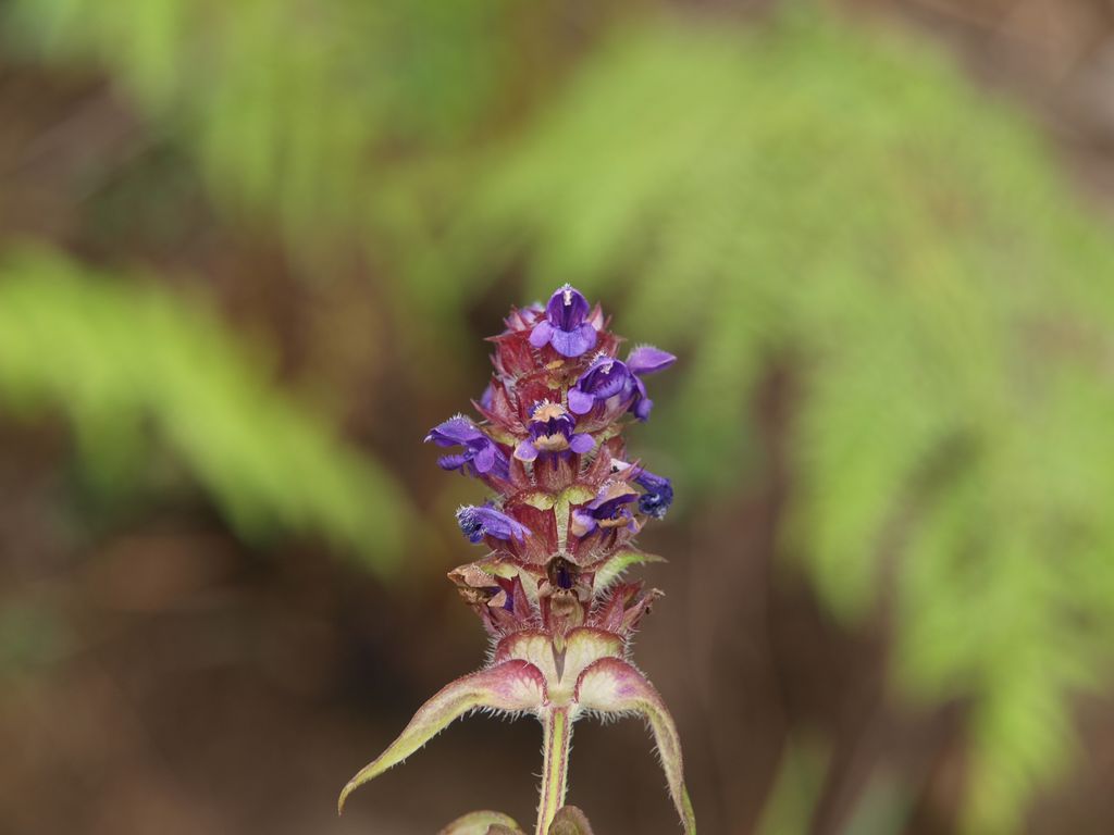 Prunella vulgaris