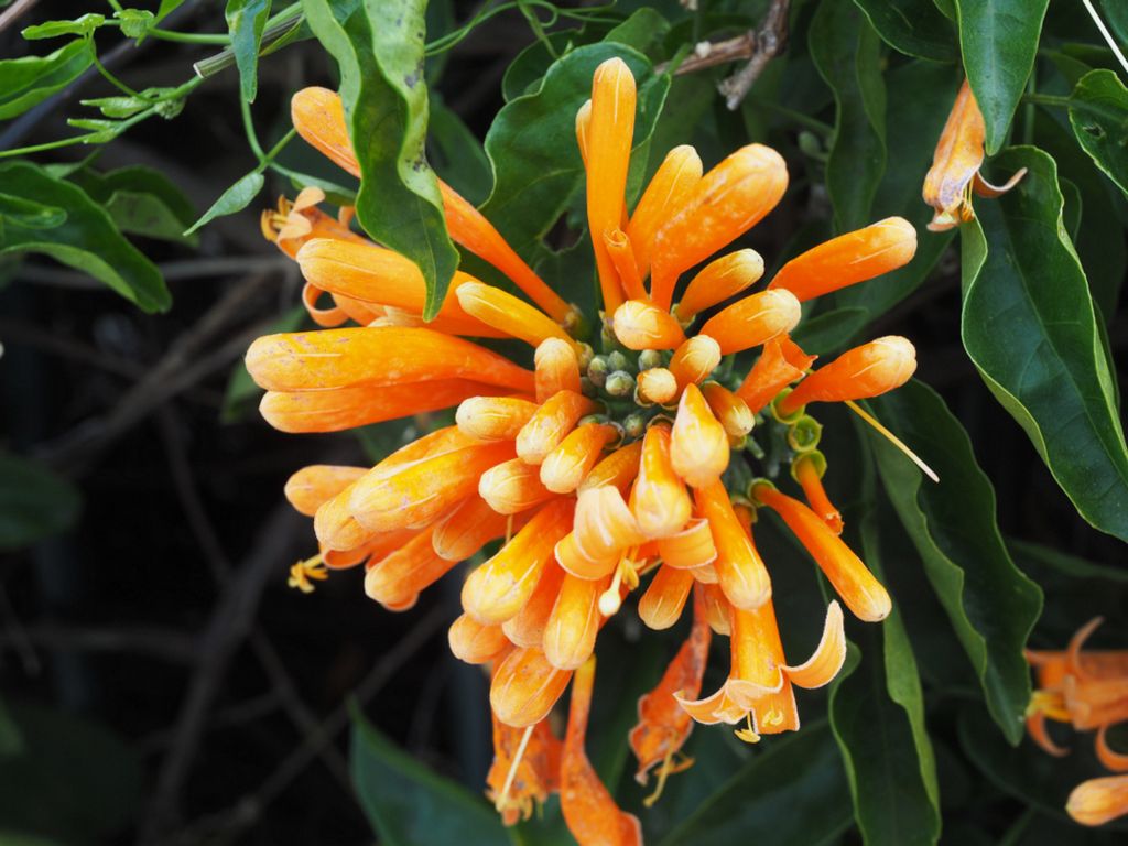 Pyrostegia venusta