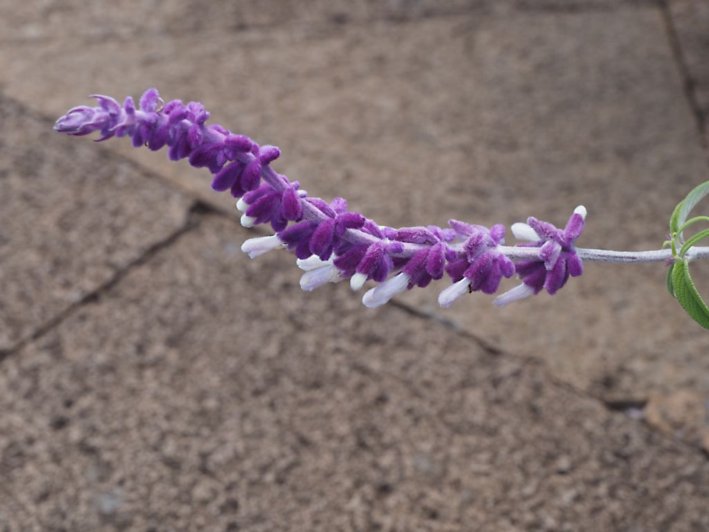 Salvia leucantha