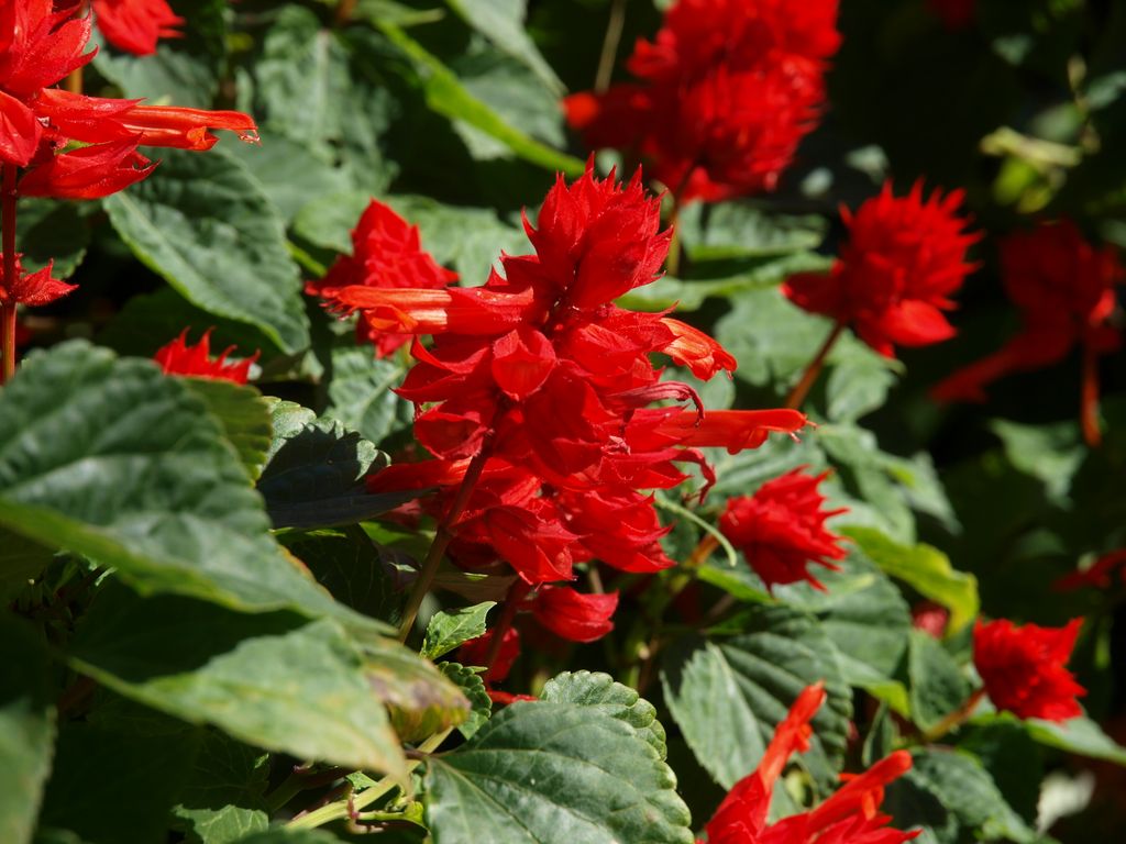 Salvia splendens