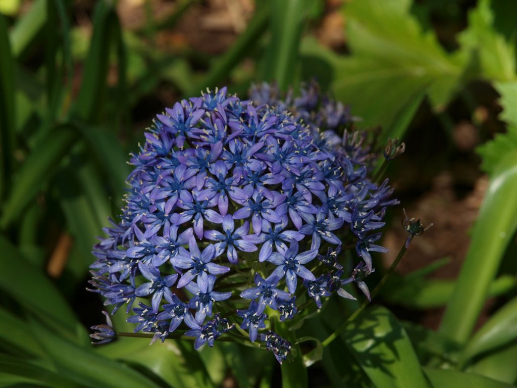 Scilla peruviana