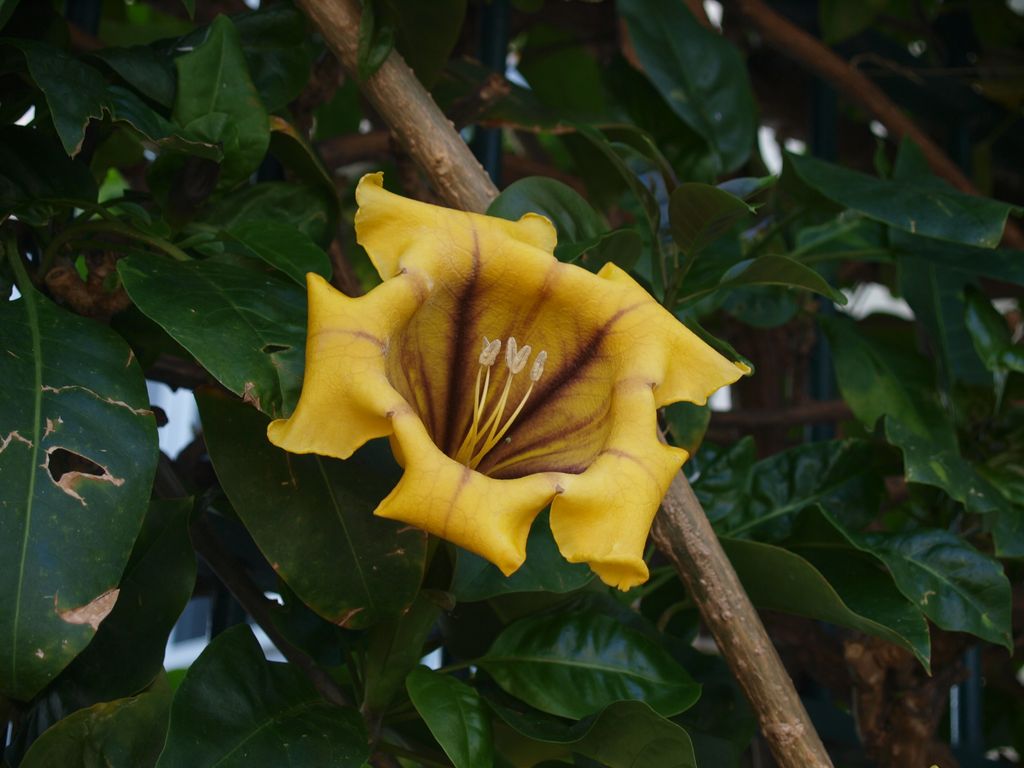 Solandra